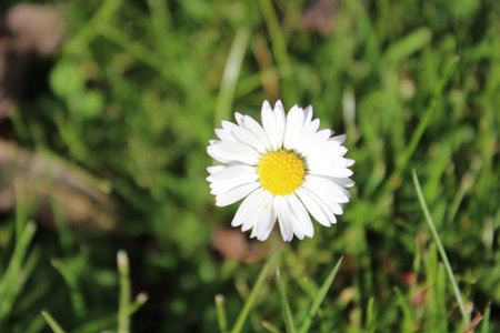 Blumeの写真素材