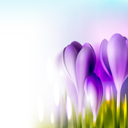 Shiny spring vector background with realistic purple crocuses, flower illustrationのイラスト素材