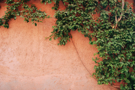 Green abstract plant on an orange grunge wall backgroundの写真素材