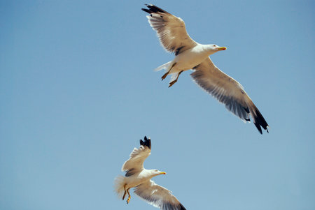 Two seagulls flying in the bright blue clear sky