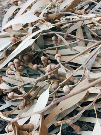 Dried plant background, close upの写真素材