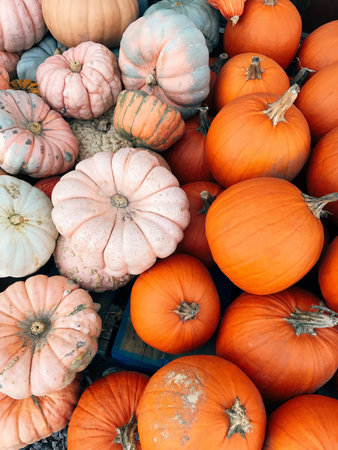 Bright colorful autumn different pumpkin background, classic orange and pink porcelain doll pumpkins at marketの写真素材