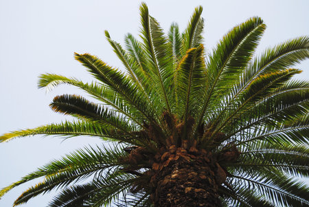 Bright palm tree top with leaves against skyの写真素材