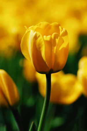 Bright spring background with beautiful yellow tulip in focusの写真素材
