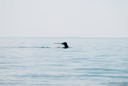 North Atlantic right whale, Cape Codの写真素材