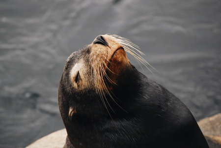 Close up portrait of a sea lion, California, face with closed eyes
の写真素材