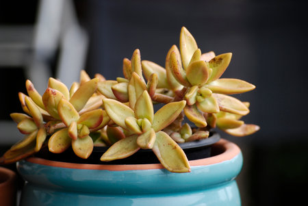 Succulents in a blue pot, stylish home decorationの写真素材