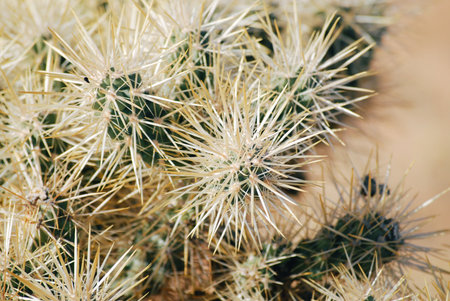 Cactus with thorns close up, desert plant backgroundの写真素材