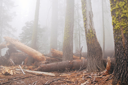 Old forest in dense fog, Yosemity National park, 4 miles trailの写真素材