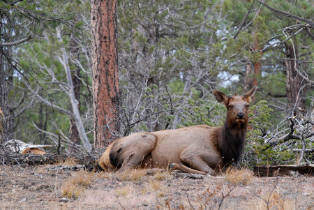 Female elk in the forest of Grand Canyon, Arizona, USAの写真素材