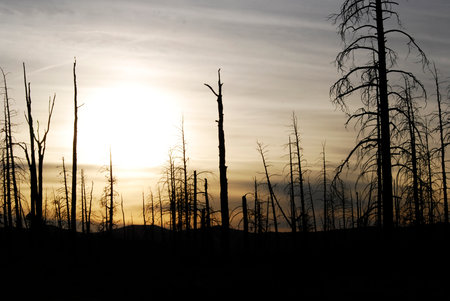 Spooky landscape of a dark tree silhouette and a sunsetの写真素材
