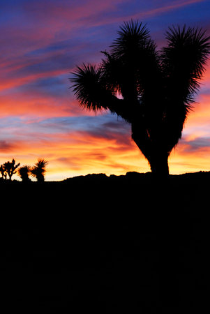 Beautiful bright colors sunset with Joshua tree silhouette in Joshua Tree National Park, California, USAの写真素材