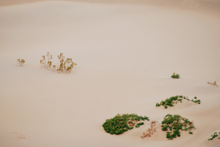 Green plants in the desert, nature backgroundの写真素材