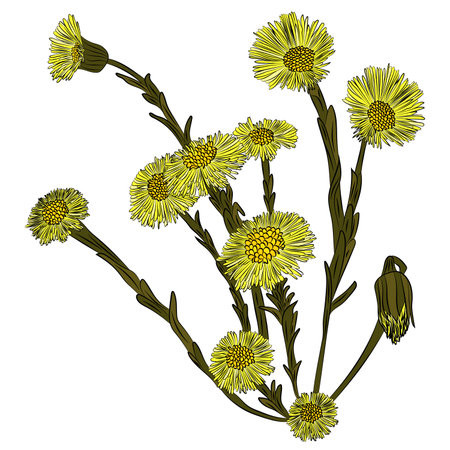 Spring flowers, mother and stepmother. Vector illustration, drawn by handのイラスト素材