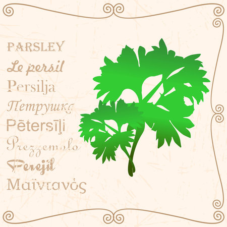 A parsley branch in vintage style with textの写真素材