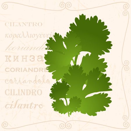 Sprig of cilantro in vintage styleのイラスト素材