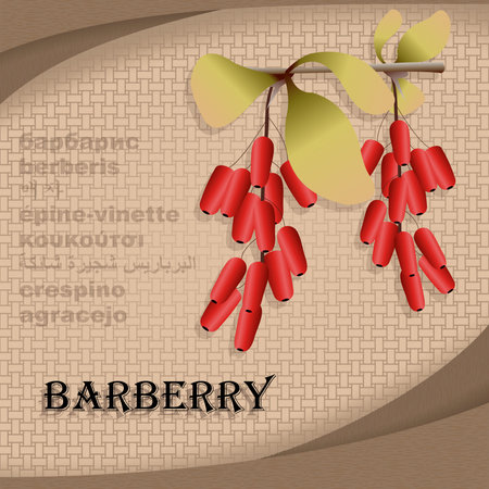 Label sticker with seasoning barberryのイラスト素材