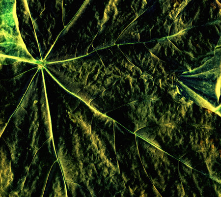 Background from green leafの写真素材