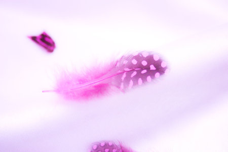 Small pink feather on silkの写真素材
