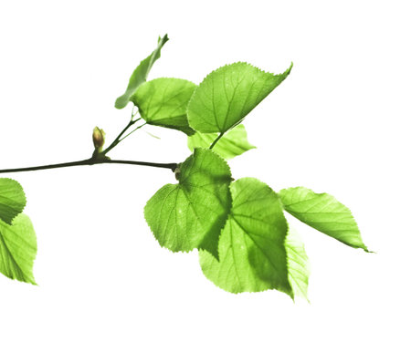 Branch of a linden with leaves on a white backgroundの写真素材