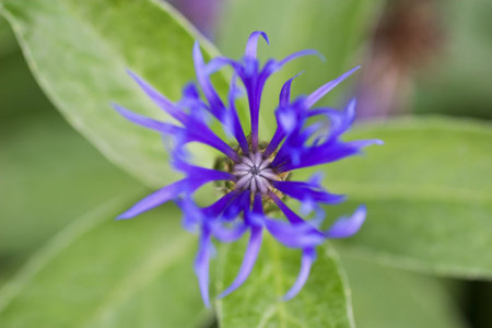 Dark blue flower close upの写真素材