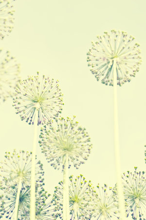 The stylised background with plants under an old photoの写真素材