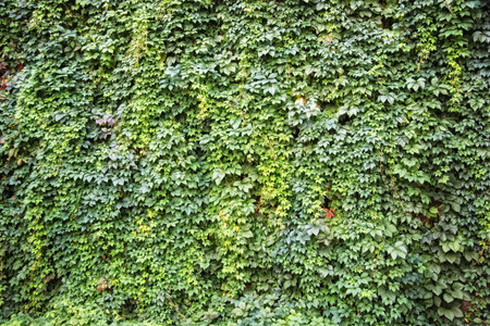 Background with green Grape leaves