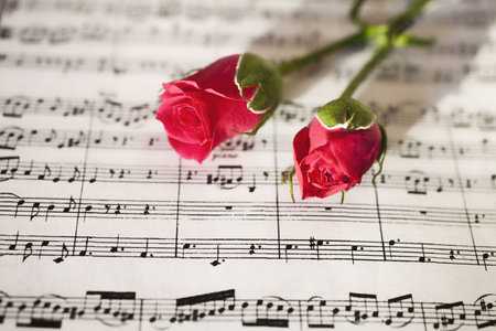 Pink roses on sheets of musical notes close upの写真素材