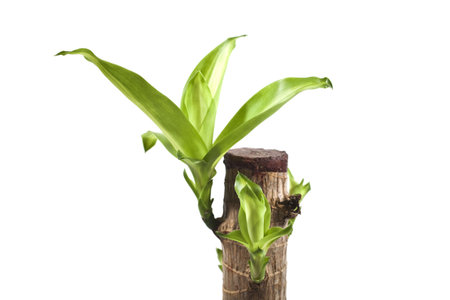 houseplants isolated on white background close upの写真素材