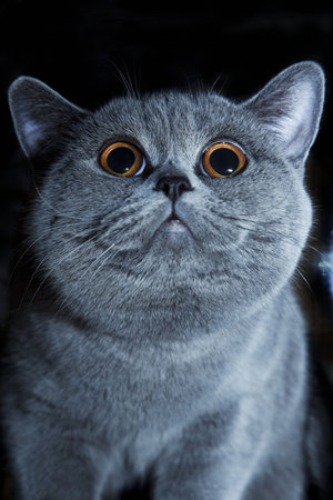 muzzle of British gray cat close upの写真素材