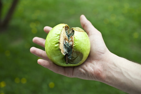 Rotten apple green with mold in a human hand on a background of grassの写真素材