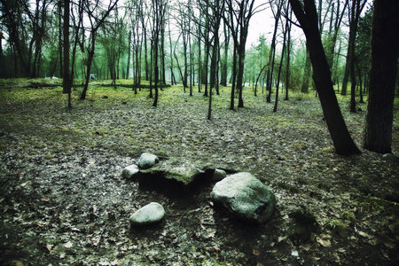 Early spring in the woodsの写真素材