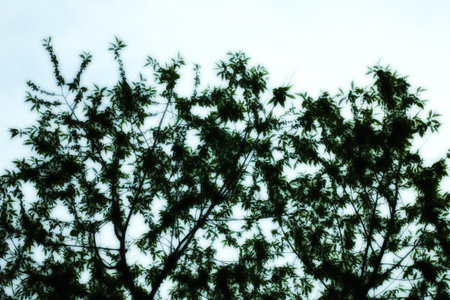 tree branches with green leaves against the skyの写真素材