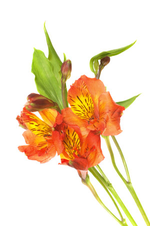 bouquet of red flowers isolated on white backgroundの写真素材