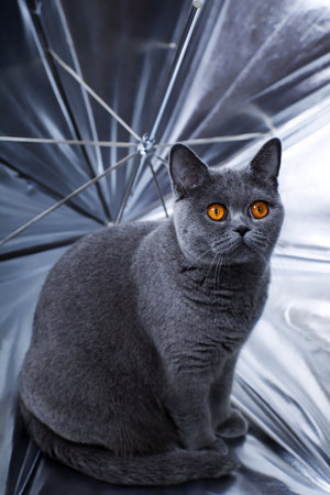 Young beautiful gray British cat sitting in a silver umbrella の写真素材