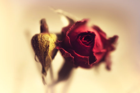 Dried flowers red rose closeupの写真素材