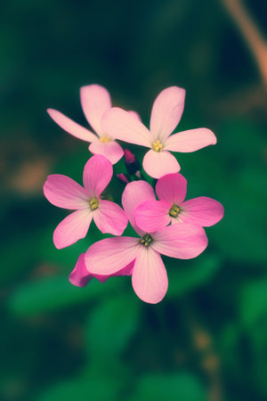 Beautiful pink flower forest  close-up の写真素材