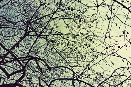 Naked branches of a tree against the dark blue skyの写真素材