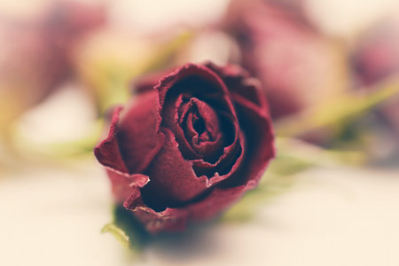 Dried flowers red rose closeupの写真素材