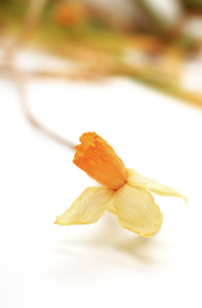 Dried yellow jonquil on white background closeupの写真素材