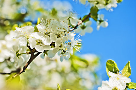 White flowers of apple trees against the blue sky closeup