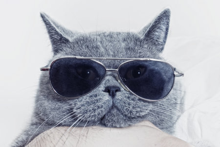 Funny muzzle of gray British cat in sunglasses closeupの写真素材
