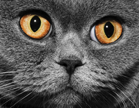 Funny gray British cat with bright yellow eyes, close-upの写真素材