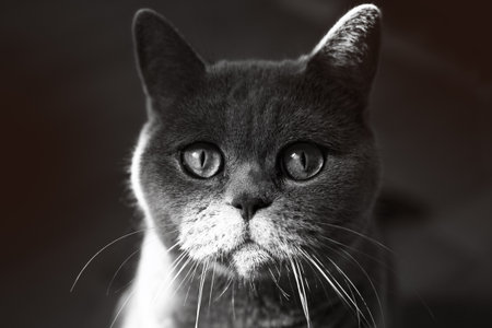 Muzzle of Grey British Cat closeupの写真素材