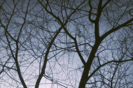 Bare tree branches against the winter dark skyの写真素材