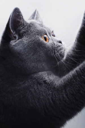 beautiful gray British cat on a light background close upの写真素材
