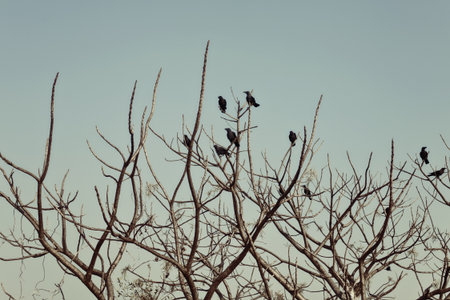 Group of crows sitting on the bare branches of a tree against the skyの写真素材
