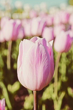 field with beautiful pink tulipsの写真素材