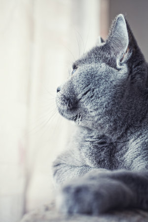 Gray british cat lying near the windowの写真素材
