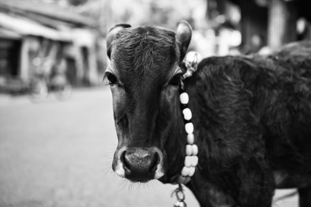 The calf on a city street with a bell around his neck. Black-and-white photoの写真素材